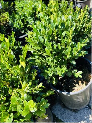 True Dwarf Boxwood