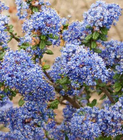 Victoria California Lilac
