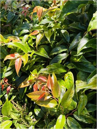 Rainbow Leucothoe - image 2