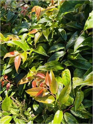 Rainbow Leucothoe - image 2