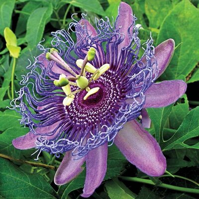 Passion Flower - image 2