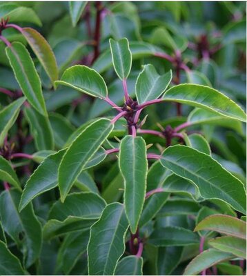 Lolita Portugese Laurel