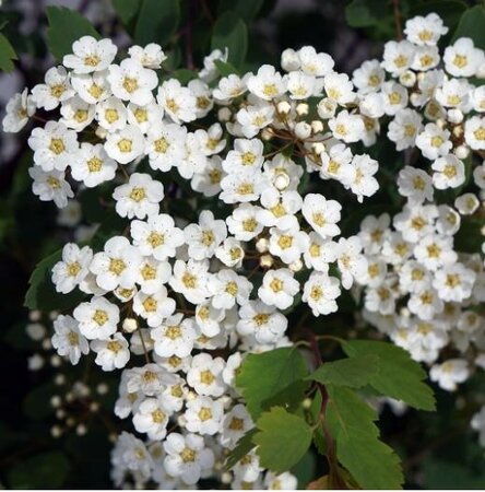 Vanhoutte Renaissance Spirea - image 2