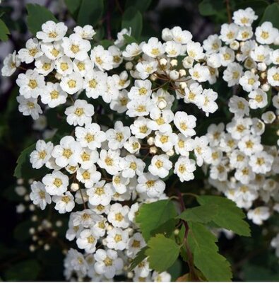 Vanhoutte Renaissance Spirea - image 2