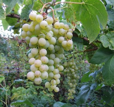 Interlaken Seedless Grape Vine