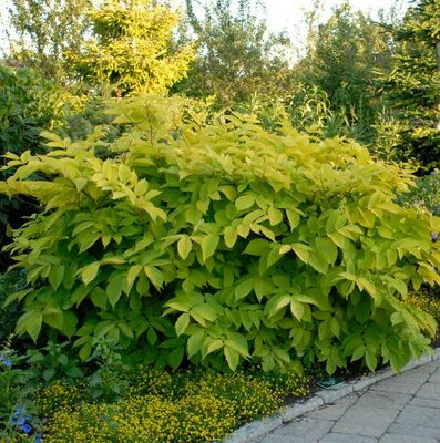 Sun King Japanese Spikenard