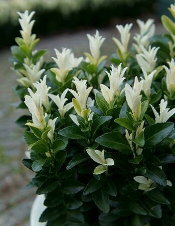 Palomia Blanca Euonymous