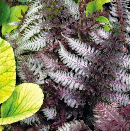 Burgundy Lace Japanese Painted Fern