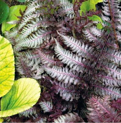 Burgundy Lace Japanese Painted Fern