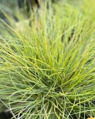 Beyond Gold Fescue Grass - image 2