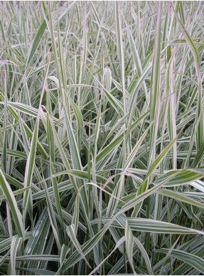 Dwarf Garters Canary Reed Grass - image 2