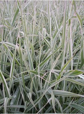 Dwarf Garters Canary Reed Grass - image 2