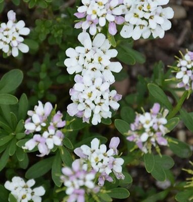 Candy Ice Candytuft - image 2