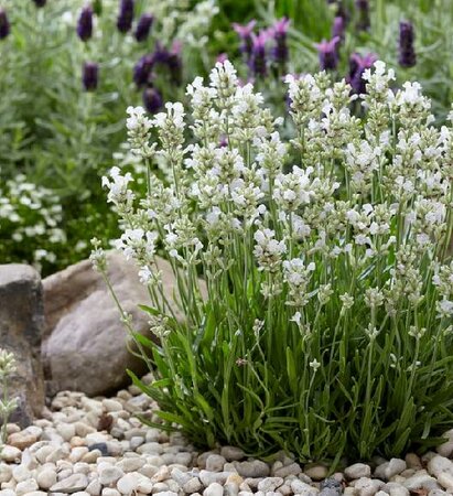 Arctic Snow English Lavender - image 2