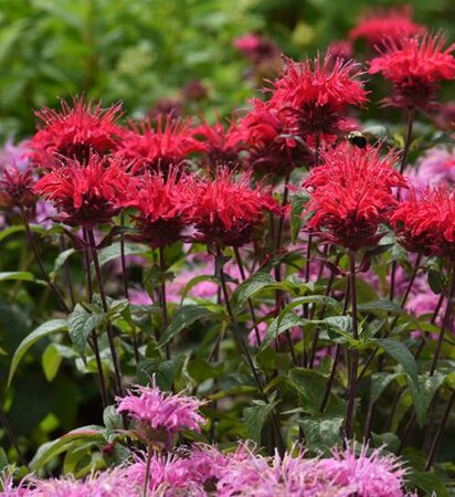 BeeMine Red Bee Balm
