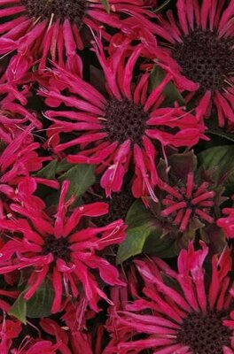 Pocahontas Red Rose Bee Balm