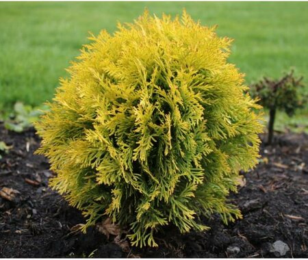 Harvest Moon Cedar