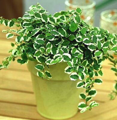 Variegated Creeping Fig - image 2