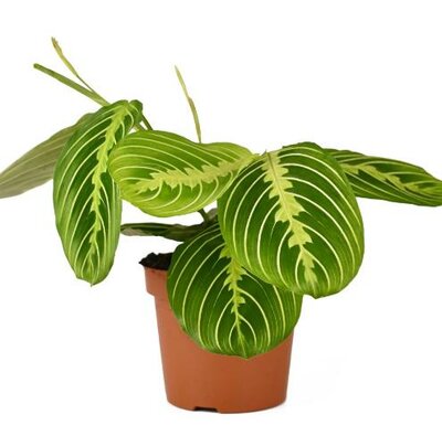 Prayer Plant Lemon