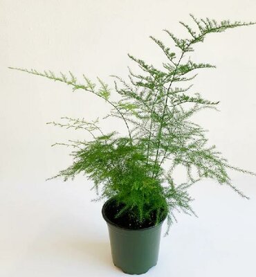 Plumosa Fern - image 2
