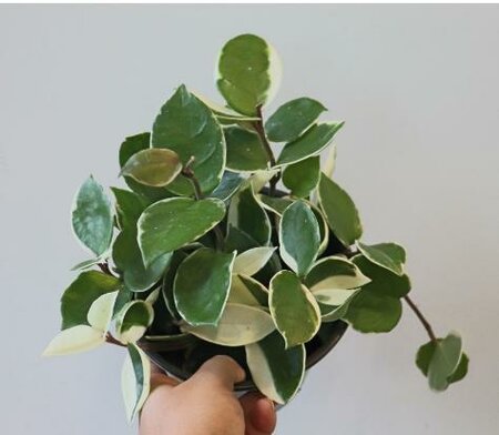 Hoya Carnosa Krimson Queen - image 2
