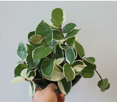 Hoya Carnosa Krimson Queen - image 2