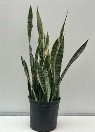 Snake Plant - image 2