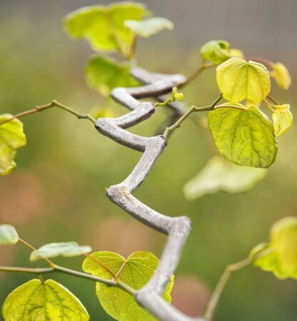 Zig Zag Redbud