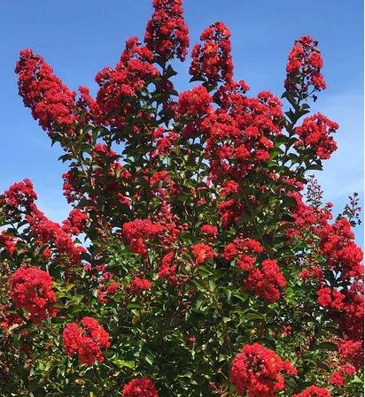 Summerlasting Strawberry Crape Myrtle Patio Tree