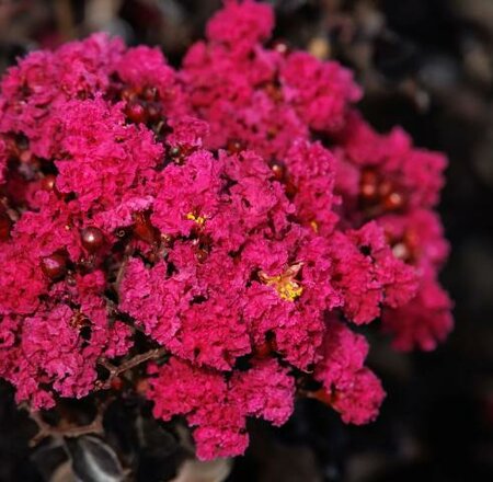 Summerlasting Raspberry Crape Myrtle