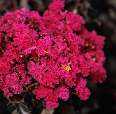Summerlasting Raspberry Crape Myrtle