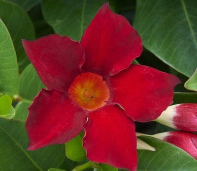 Madiniaâ„¢ Deep Red Mandevilla