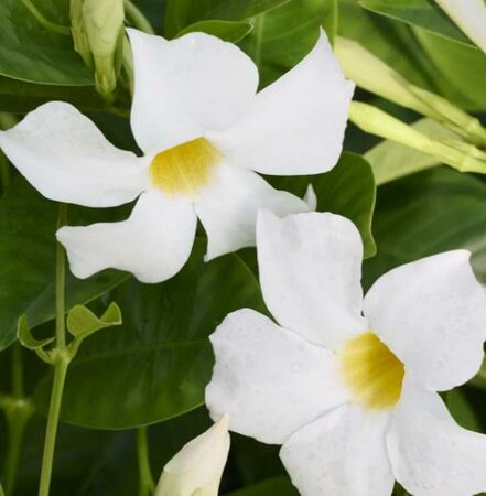 Madiniaâ„¢ White Mandevilla