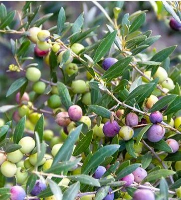 Arbequina Fruiting Olive Tree