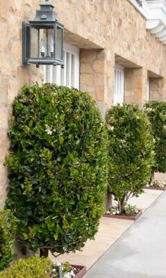 Waxleaf Privet Patio Tree - image 2