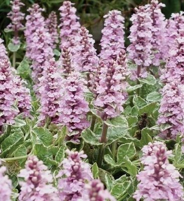 Pink Lightning Carpet Bugle
