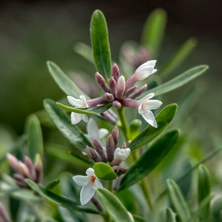 Eternal Fragrance Daphne - image 2