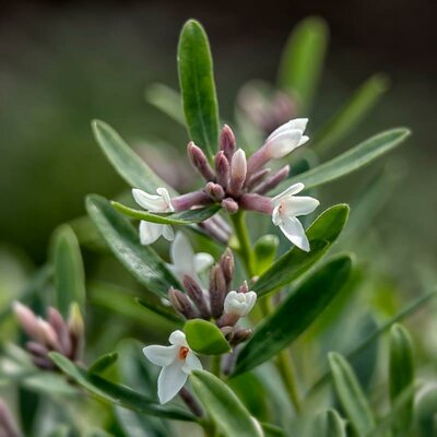 Eternal Fragrance Daphne - image 2