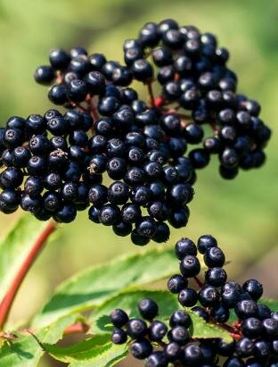 Adams Edible Elderberry
