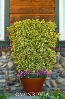 Chollipo Euonymus