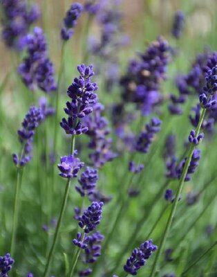 Blue Jeans English Lavender - image 2