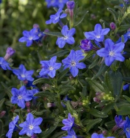 Grace Ward Lithodora - image 2