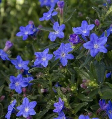 Grace Ward Lithodora - image 2