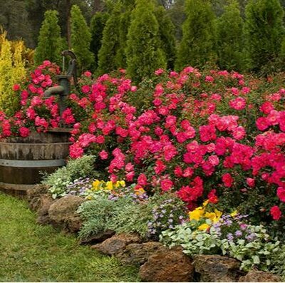 Pink Supreme Flower Carpet Rose