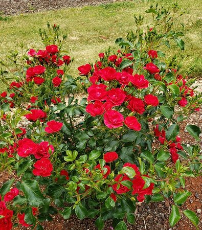 Mini Cherry Flower Carpet Rose