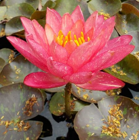 Nymphaea Wanvisa