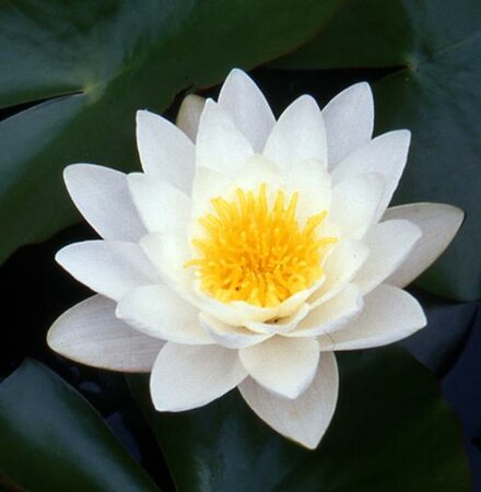 Nymphaea Marliacea Albida