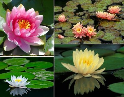 Perry's Almost Black Hardy Water Lily