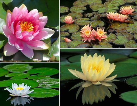 Nymphaea Water Lily