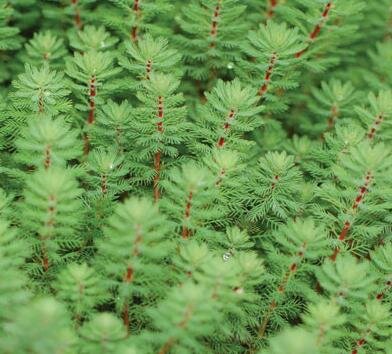 Red Stemmed Parrot's Feather - image 2